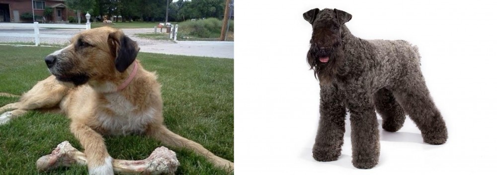 Kerry Blue Terrier vs Irish Mastiff Hound - Breed Comparison