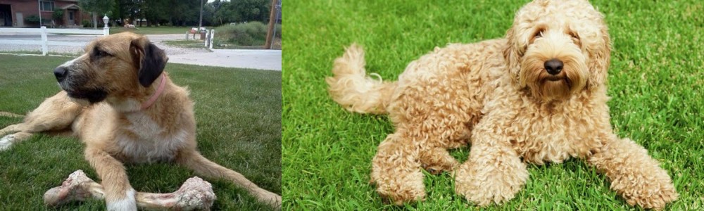 Labradoodle vs Irish Mastiff Hound - Breed Comparison