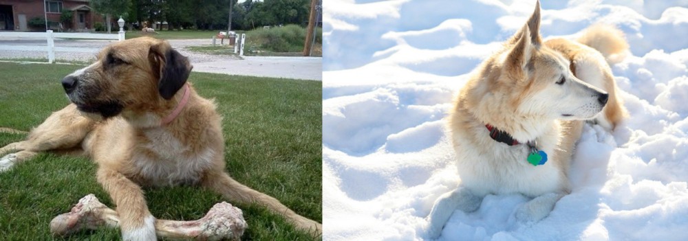 Labrador Husky vs Irish Mastiff Hound - Breed Comparison