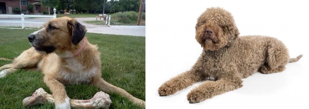 Lagotto Romagnolo vs Irish Mastiff Hound - Breed Comparison