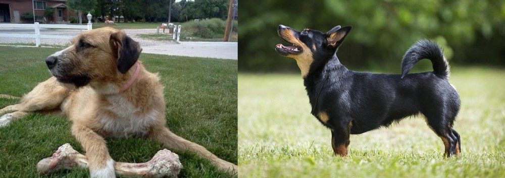 Lancashire Heeler vs Irish Mastiff Hound - Breed Comparison