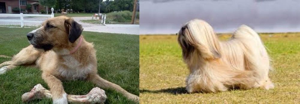 Lhasa Apso vs Irish Mastiff Hound - Breed Comparison