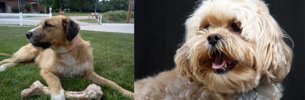 Lhasapoo vs Irish Mastiff Hound - Breed Comparison