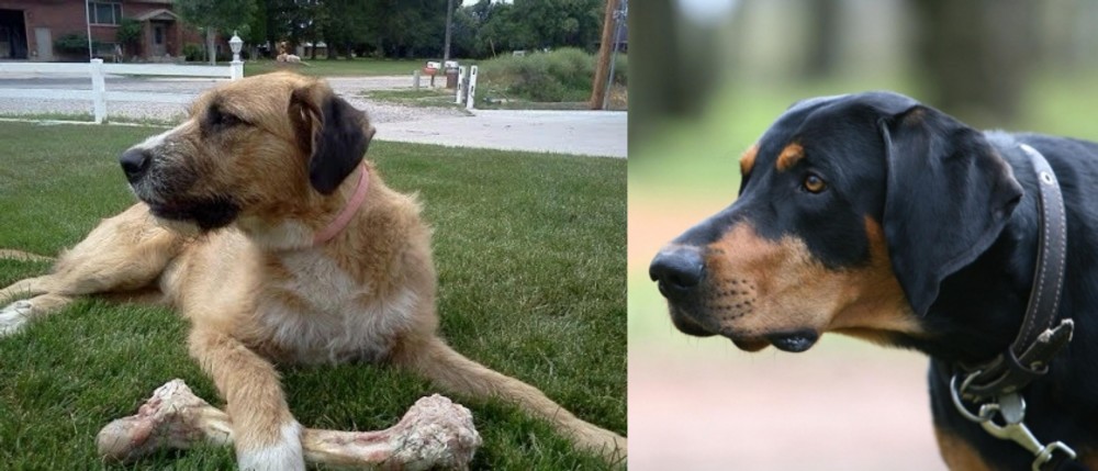 Lithuanian Hound vs Irish Mastiff Hound - Breed Comparison