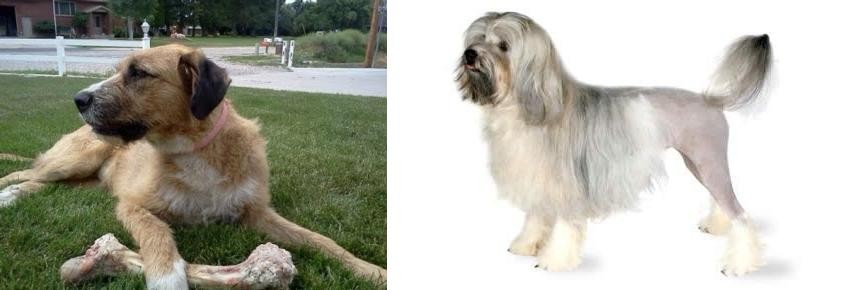 Lowchen vs Irish Mastiff Hound - Breed Comparison