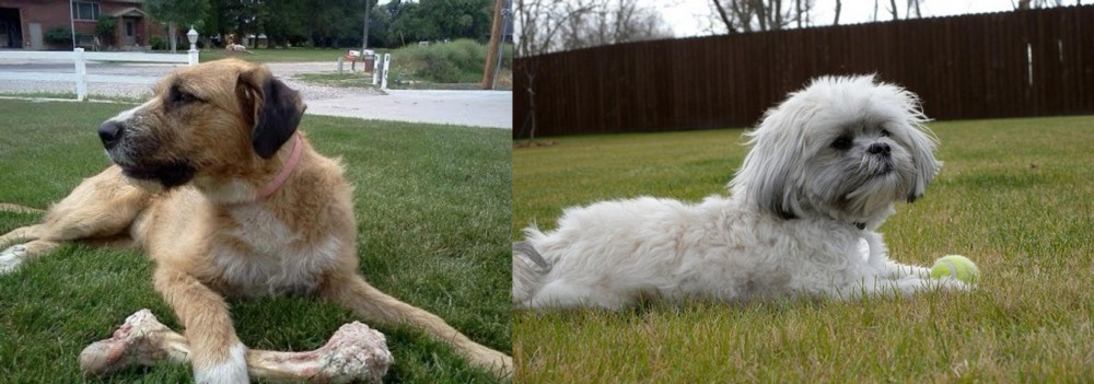 Mal-Shi vs Irish Mastiff Hound - Breed Comparison