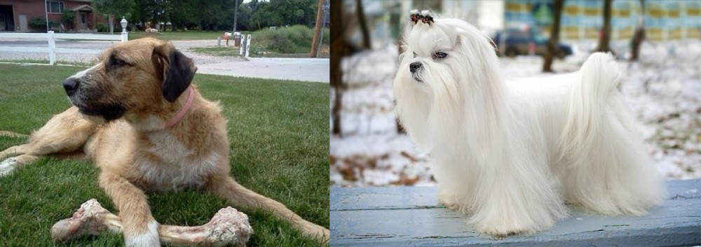 Maltese vs Irish Mastiff Hound - Breed Comparison