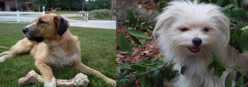 Malti-Pom vs Irish Mastiff Hound - Breed Comparison
