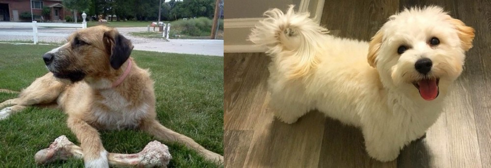 Maltipoo vs Irish Mastiff Hound - Breed Comparison