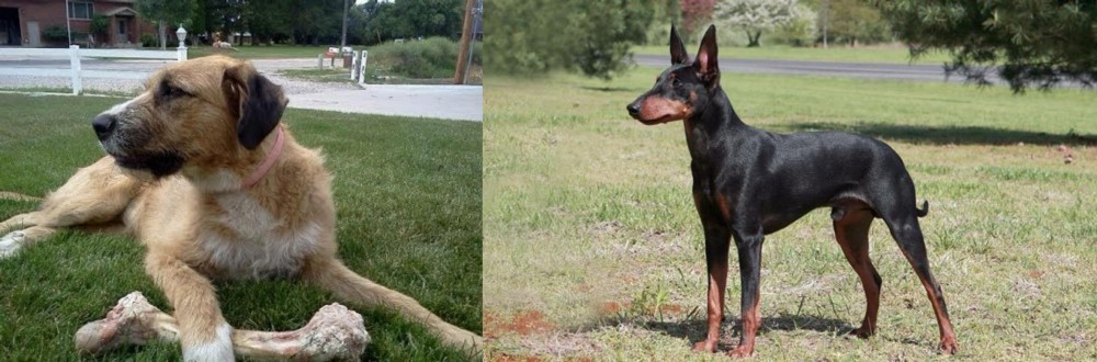 Manchester Terrier vs Irish Mastiff Hound - Breed Comparison