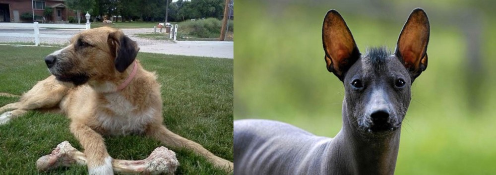 Mexican Hairless vs Irish Mastiff Hound - Breed Comparison