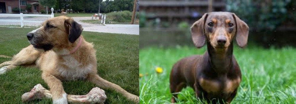 Miniature Dachshund vs Irish Mastiff Hound - Breed Comparison