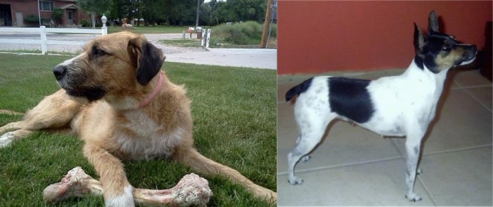 Miniature Fox Terrier vs Irish Mastiff Hound - Breed Comparison
