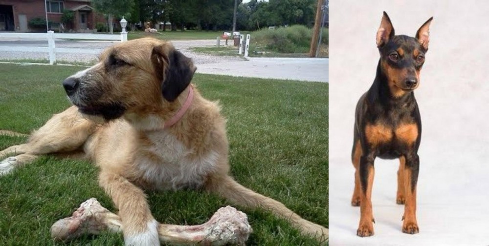 Miniature Pinscher vs Irish Mastiff Hound - Breed Comparison
