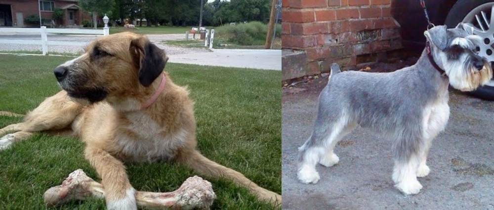 Miniature Schnauzer vs Irish Mastiff Hound - Breed Comparison