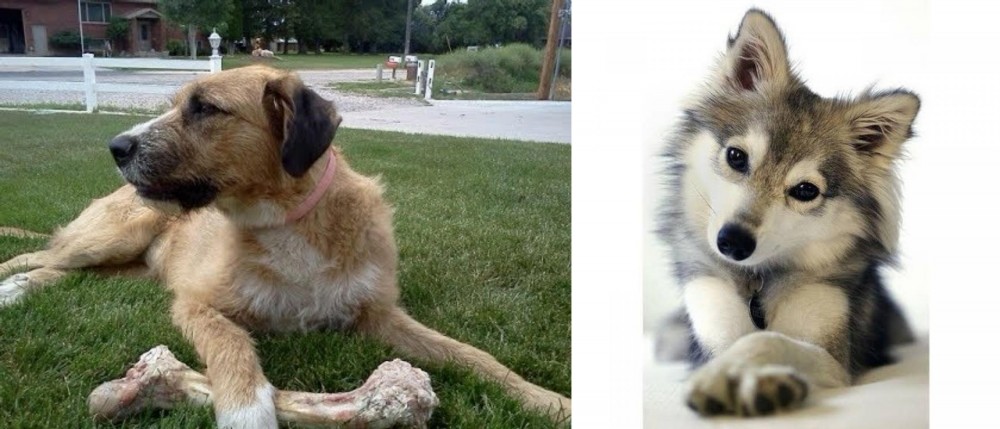 Miniature Siberian Husky vs Irish Mastiff Hound - Breed Comparison