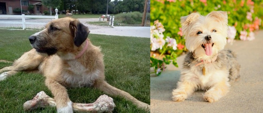 Morkie vs Irish Mastiff Hound - Breed Comparison