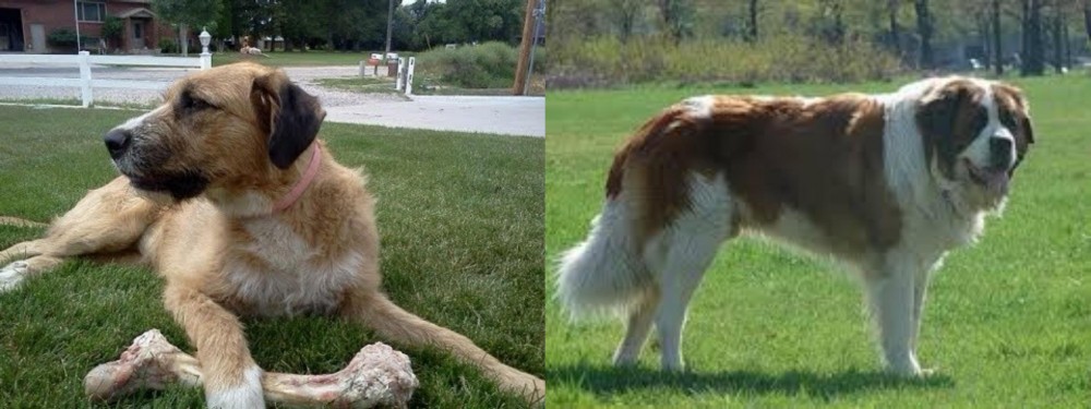 Moscow Watchdog vs Irish Mastiff Hound - Breed Comparison