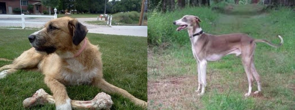 Mudhol Hound vs Irish Mastiff Hound - Breed Comparison