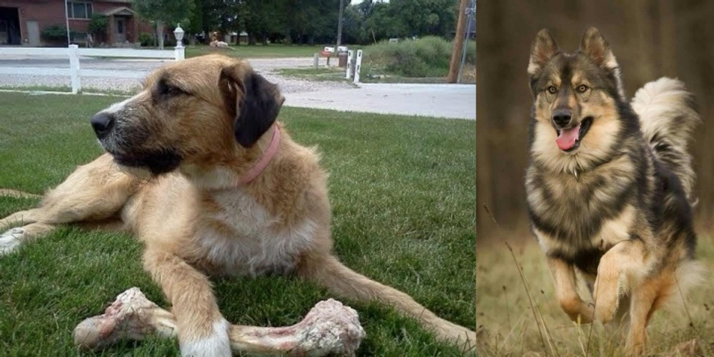 Native American Indian Dog vs Irish Mastiff Hound - Breed Comparison