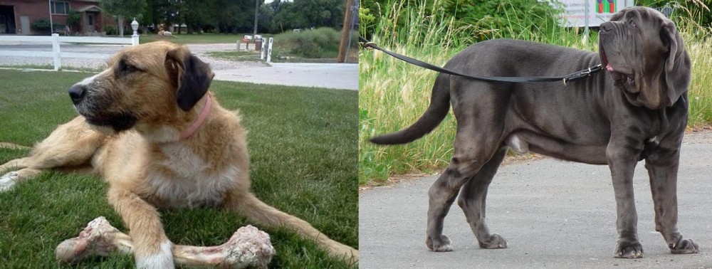 Neapolitan Mastiff vs Irish Mastiff Hound - Breed Comparison