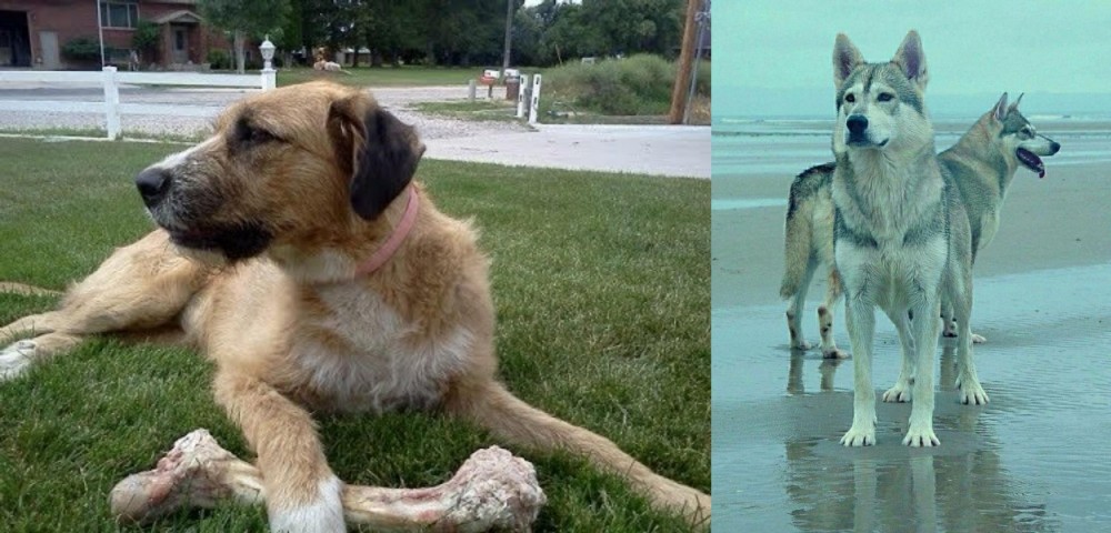 Northern Inuit Dog vs Irish Mastiff Hound - Breed Comparison