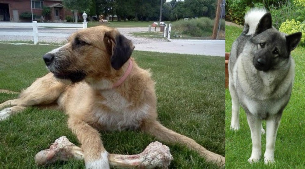 Norwegian Elkhound vs Irish Mastiff Hound - Breed Comparison