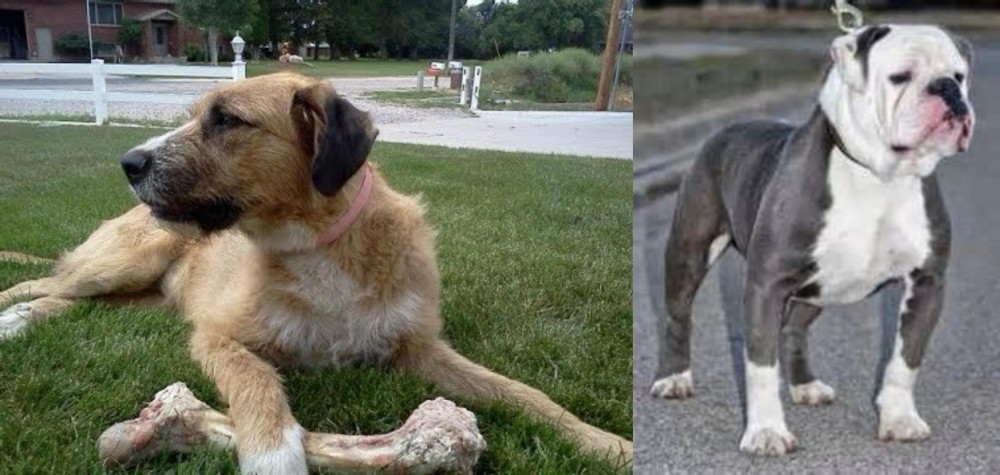 Old English Bulldog vs Irish Mastiff Hound - Breed Comparison