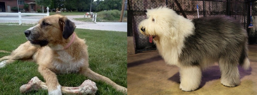 Old English Sheepdog vs Irish Mastiff Hound - Breed Comparison
