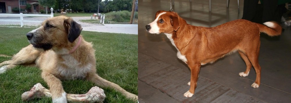 Osterreichischer Kurzhaariger Pinscher vs Irish Mastiff Hound - Breed Comparison