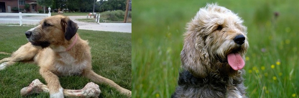 Otterhound vs Irish Mastiff Hound - Breed Comparison