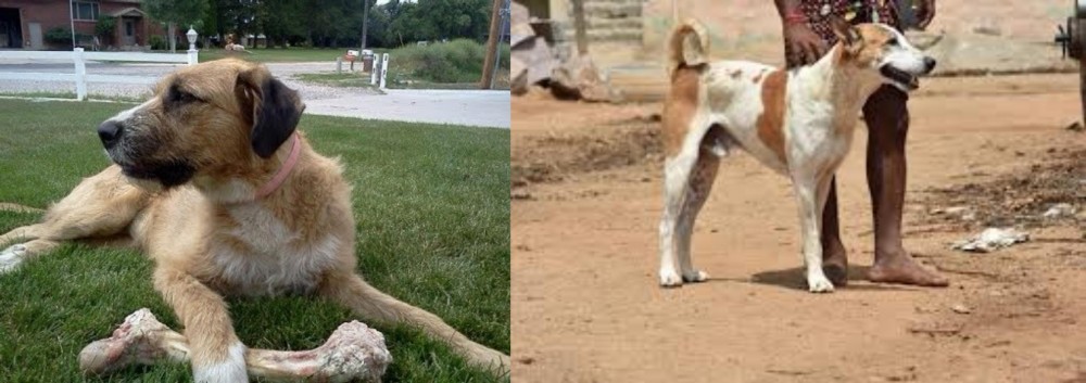 Pandikona vs Irish Mastiff Hound - Breed Comparison