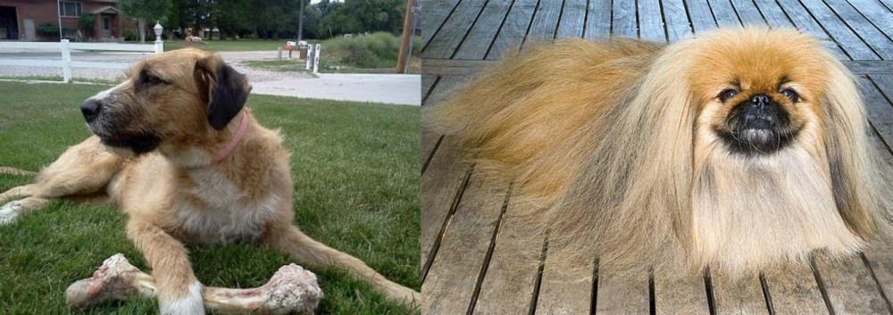 Pekingese vs Irish Mastiff Hound - Breed Comparison