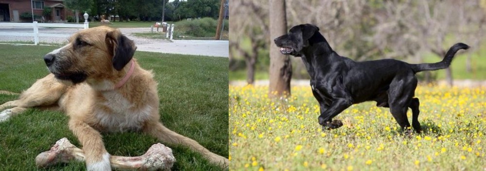 Perro de Pastor Mallorquin vs Irish Mastiff Hound - Breed Comparison