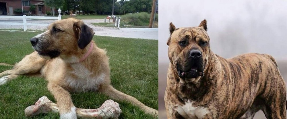 Perro de Presa Canario vs Irish Mastiff Hound - Breed Comparison