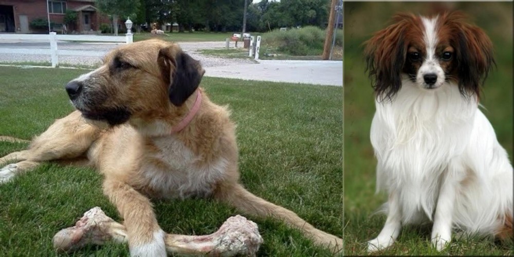 Phalene vs Irish Mastiff Hound - Breed Comparison