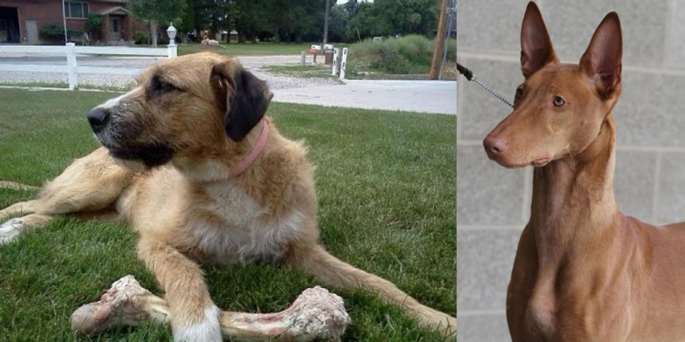 Pharaoh Hound vs Irish Mastiff Hound - Breed Comparison