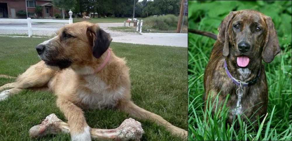 Plott Hound vs Irish Mastiff Hound - Breed Comparison