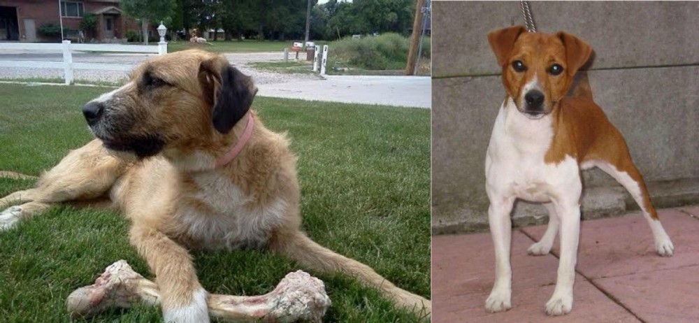 Plummer Terrier vs Irish Mastiff Hound - Breed Comparison
