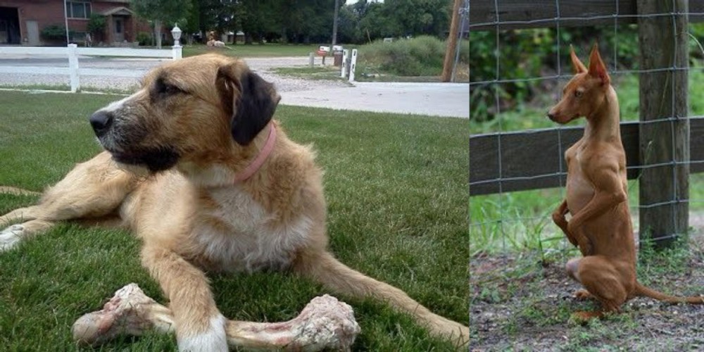 Podenco Andaluz vs Irish Mastiff Hound - Breed Comparison