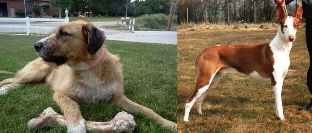 Podenco Canario vs Irish Mastiff Hound - Breed Comparison