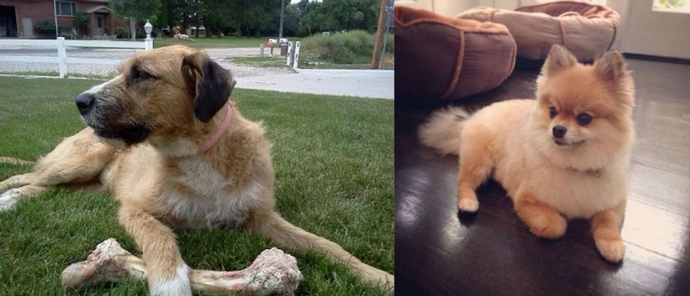 Pomeranian vs Irish Mastiff Hound - Breed Comparison