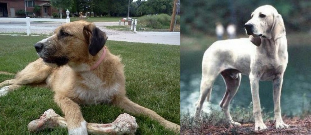 Porcelaine vs Irish Mastiff Hound - Breed Comparison