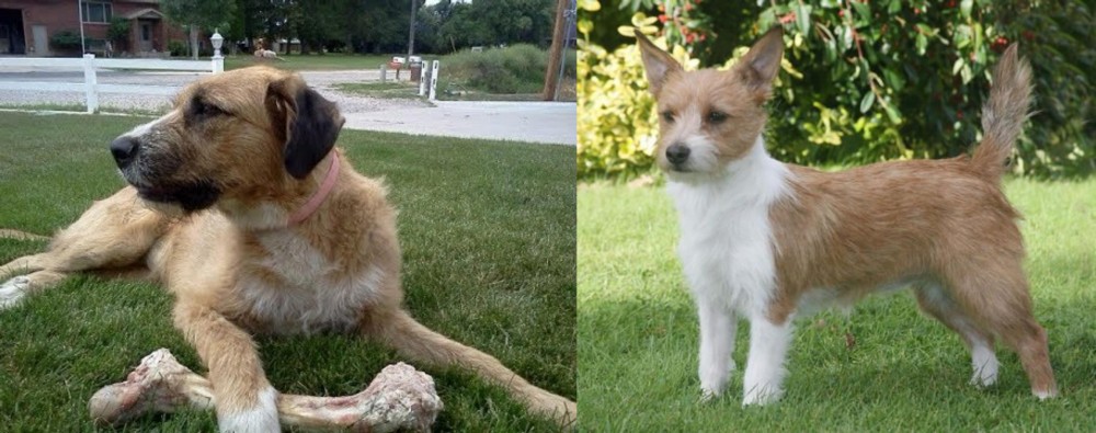 Portuguese Podengo vs Irish Mastiff Hound - Breed Comparison