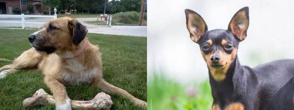 Prazsky Krysarik vs Irish Mastiff Hound - Breed Comparison