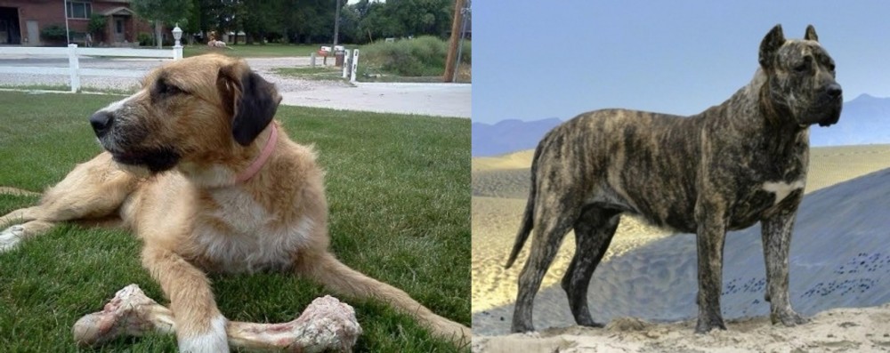 Presa Canario vs Irish Mastiff Hound - Breed Comparison
