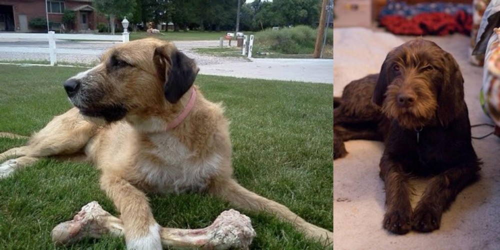 Pudelpointer vs Irish Mastiff Hound - Breed Comparison