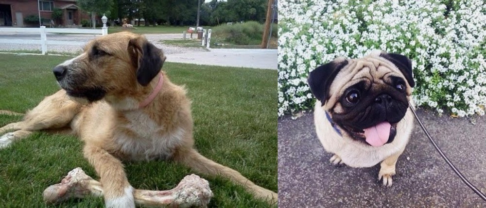 Pug vs Irish Mastiff Hound - Breed Comparison