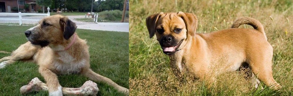 Puggle vs Irish Mastiff Hound - Breed Comparison