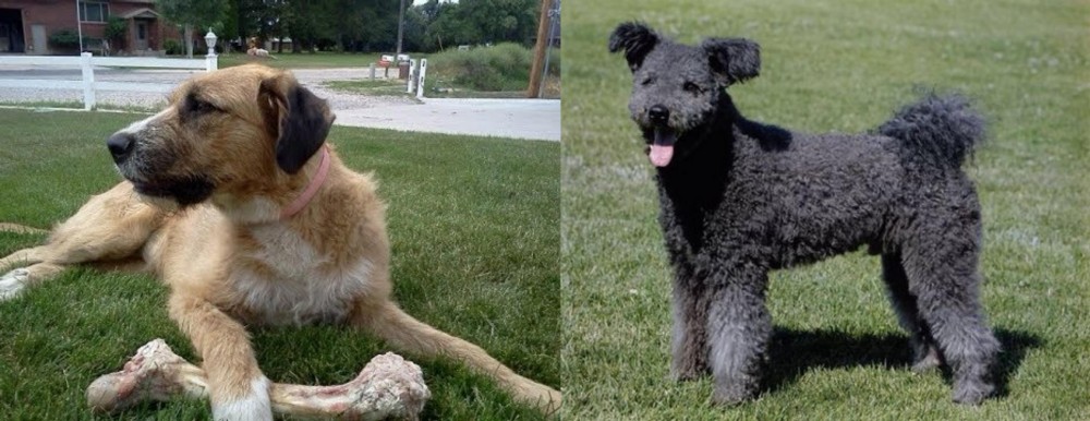 Pumi vs Irish Mastiff Hound - Breed Comparison